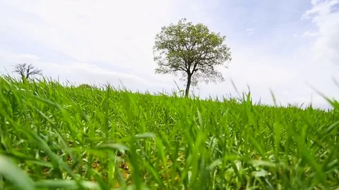 In the spring of agriculture Stock Footage 82544041