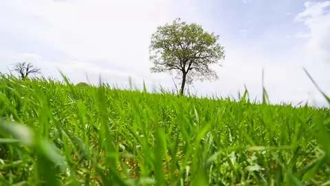 In the spring of agriculture Stock Footage 82544042