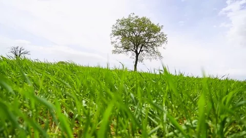 In the spring of agriculture Stock Footage 82544050