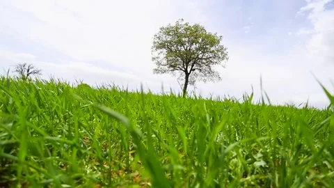 In the spring of agriculture Stock Footage 82544058