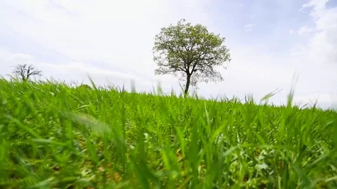 In the spring of agriculture Stock Footage 82544065