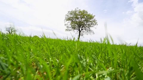 In the spring of agriculture Stock Footage 82544072