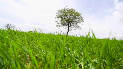 In the spring of agriculture Stock Footage 82544085