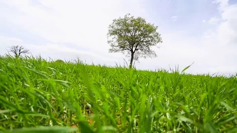 In the spring of agriculture Stock Footage 82544088