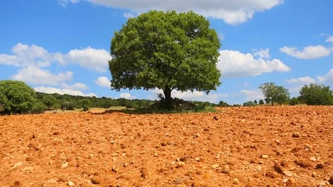 In the spring of agriculture Stock Footage 82856981