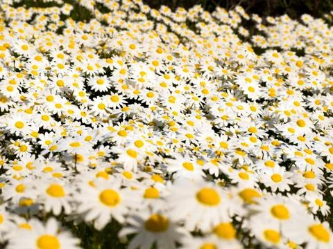 Spring is in the air Stock Photos