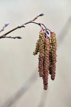 Spring. Alder catkins closeup Stock Photos