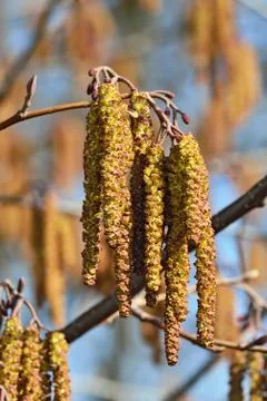 Spring. Alder catkins closeup Stock Photos
