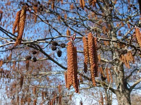 Spring Alder Tree: Close-Up of Brown Catkins and Cones Against Blue Sky Stock Photos