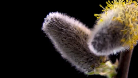 Spring Allergen Source: Macro of Willow Pollen and Anthers, Detailed Morphology Stock Footage 331804462