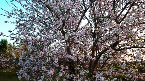 Spring: almond tree in bloom Stock Footage 149510264