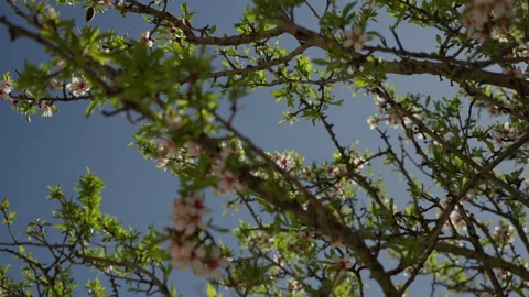 Spring almond tree branches blooming against blue sky Stock Footage 335274475
