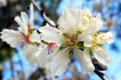 Spring almond tree flowers Stock Photos