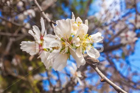 Spring Almond Tree Flowers Stock Photos