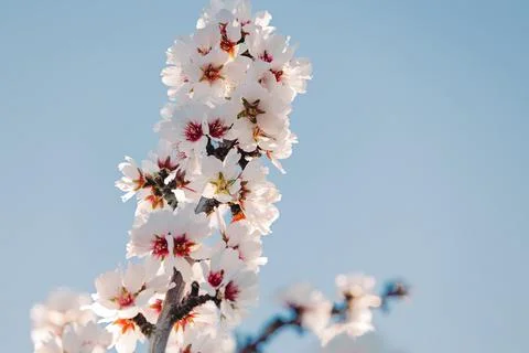 Spring almond trees in bloom close-up Stock Photos