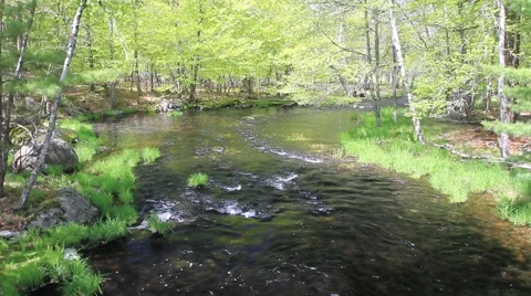 Spring along a brook in Canada Stock Footage 47455387