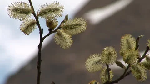 Spring alpine buds Vídeo Stock 12736902