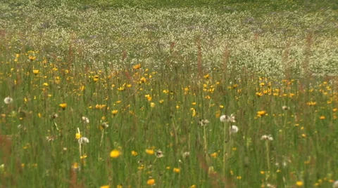 Spring Alpine Meadow Stock Footage 59791459