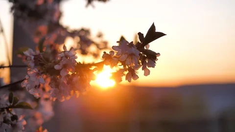 Spring. Amazing view. Sunset in the garden the cherry blossoms. White flowers. Stock Footage 129253650