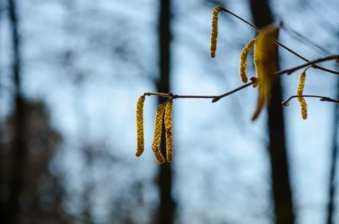 Spring amentum on a tree branch Stockfoto's