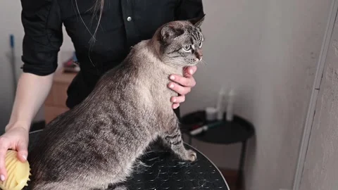 Spring and autumn coat changes demand extra grooming to reduce fur accumulation Stock Footage 306670806