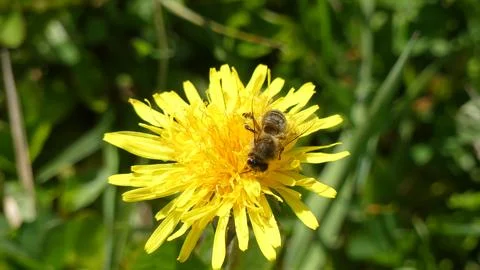 Spring and a bee on a flower Stock Photos