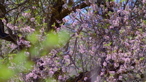 Spring and blooming soft pink flowers. Sakura in bloom outdoors. Stock Footage 231598403