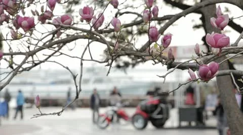 Spring and blooming trees Video stock 22157618