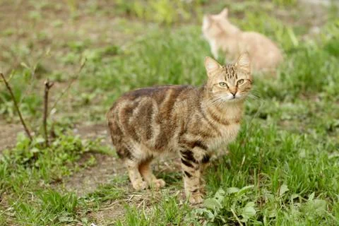 Spring and cats Stock Photos