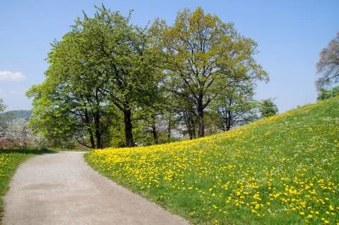 Spring and dandelion Stock Photos