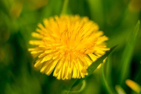 Spring and dandelions Stock Photos