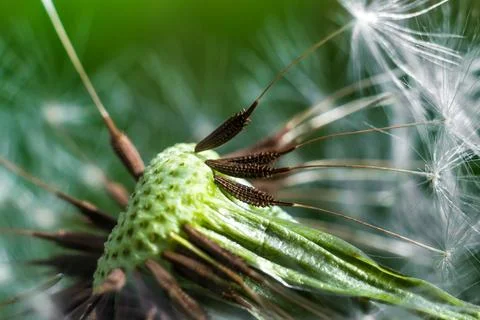 Spring and dandelions Foto stock