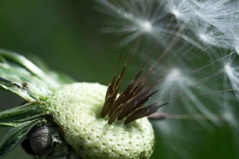 Spring and dandelions Foto stock