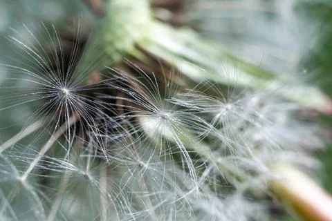 Spring and dandelions Stock Photos