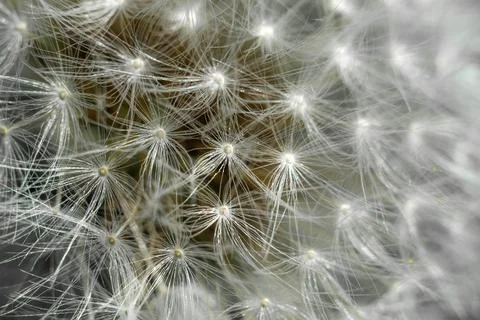 Spring and dandelions Foto stock