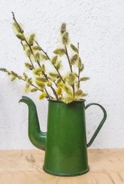 Spring and easter concept. Willow twigs in bloom in green vintage coffee pot. Stock Photos
