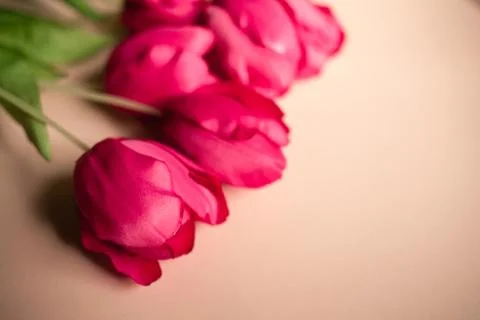 Spring and Easter holiday background with tulips. Stock Photos