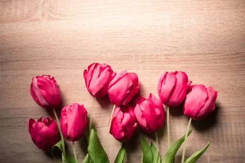 Spring and Easter holiday background with tulips. Stock Photos