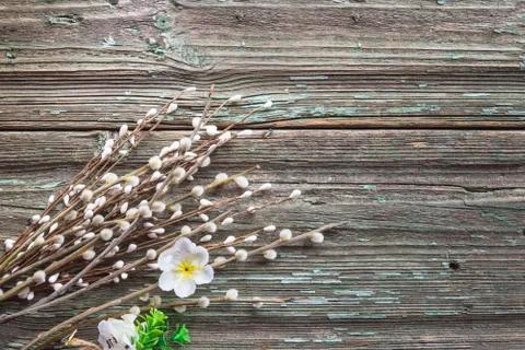 Spring and easter holiday composition. Bouquet of willow twigs on old paint w Stock Photos