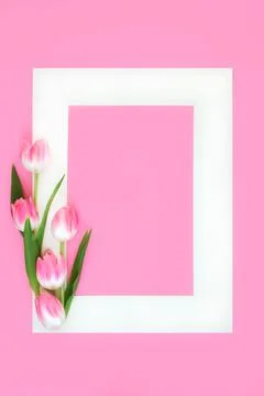 Spring and Easter Pink Tulip Flower Background Frame Stock Photos