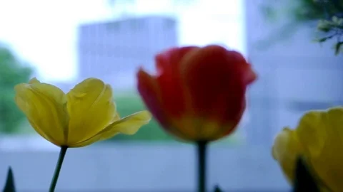 Spring and Easter tulips close up Stock Footage 128161600