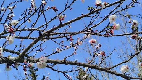 Spring and flowers Stock-Footage 304979782
