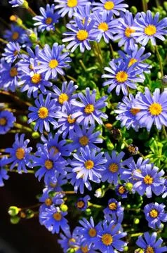 Spring and flowers Stock Photos