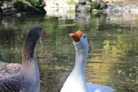 Spring and geese Stock Photos