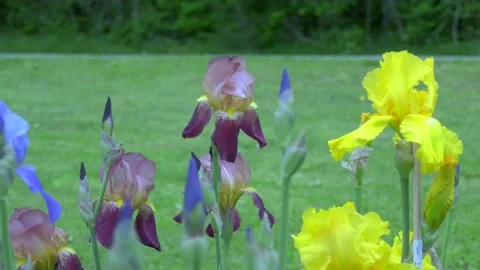Spring and Irises Video stock 153444949