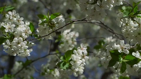 Spring and its beauty Stock Footage 88784735