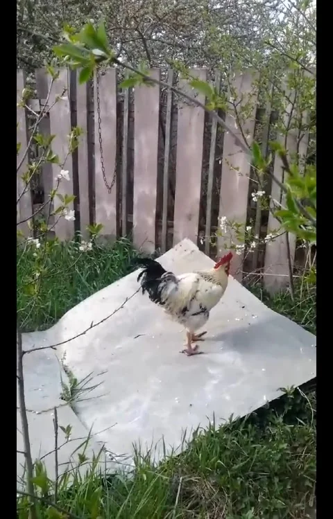 Spring and rooster  Video stock 273375086