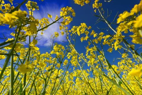 Spring and sky Stock Photos