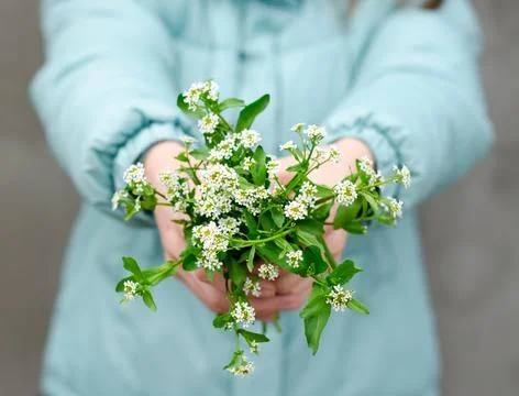 Spring and spring mood. A bouquet of flowers as a gift. Stock Photos
