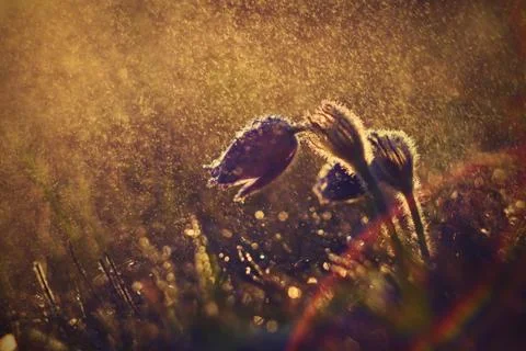 Spring and springtime flower in the rain.  Blooming beautiful flowers on a me Stock Photos